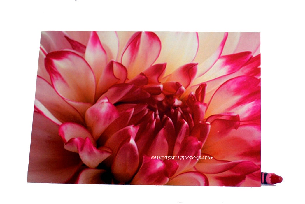 Dahlia Flower-Blank Photography Note Cards, Keepsake Cards, Pink Flower Art,  Beautiful Blank Greeting Cards - ONEMAGICALMOMENT