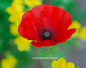 CALIFORNIA RED POPPY- Nature Art, California Flowers,  Colorful Wall Art, Red Art - ONEMAGICALMOMENT