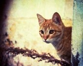 Animal Photography 5x5 Print, Curious Cat, Yellow Orange, Backyard, Vintage Home Decor - NinaRiverPhotography