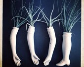 limb garden // air plant // doll parts