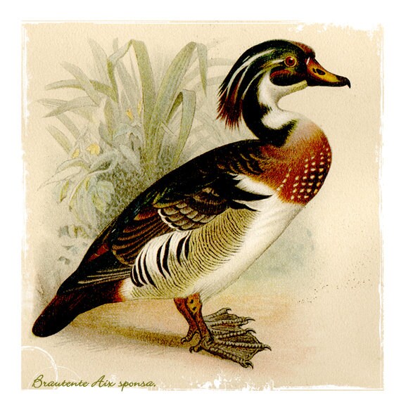 Wildlife Duck Vintage Print Retro Upcycled Art by buffalogirls