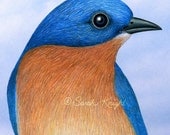 male eastern bluebird portrait, signed digital illustration art print 5X7 inches by Sarah Knight - blue beige buff bird