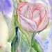 Watercolor Painting Rose Art, Rose Painting, Rose Watercolor, Rose Art Print, Print of Original Watercolor Titled Amazon Rose