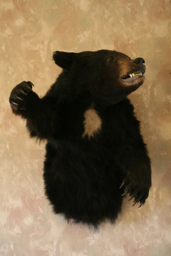 Vintage Black Bear Taxidermy 3/4 Mount / by TreasureCollective