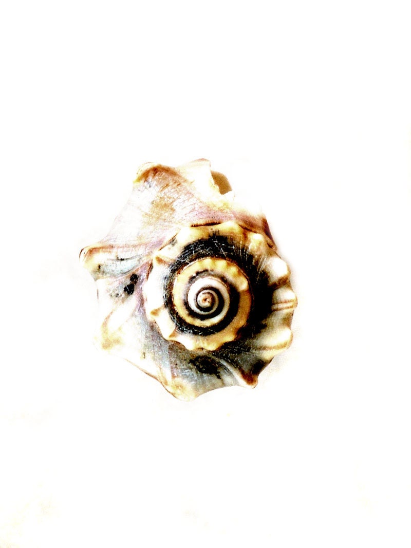 Indigo Spiral Seashell Print -Shabby Chic Beach Cottage Blue Sea Shell