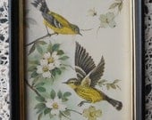 Framed Bird Print / Vintage Framed Bird Print / Put a Bird on It Framed Print