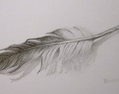 Feather -- original pencil drawing