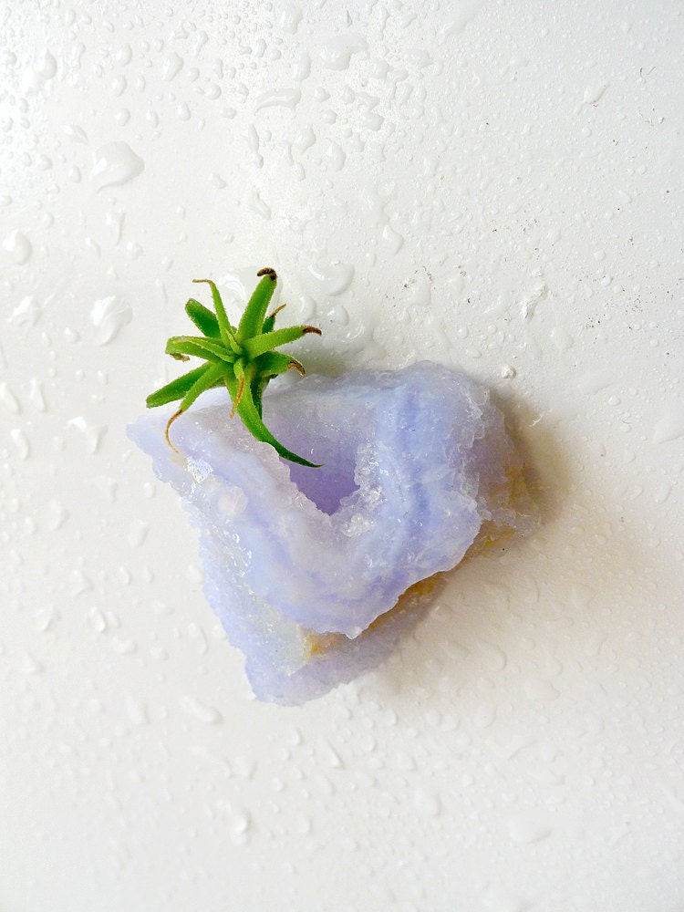 My lil Magnet -Air Plant on Special Druze India Crystal Cave Garden