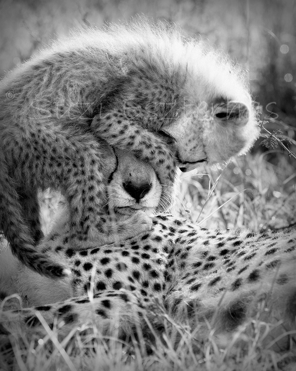 40% OFF SALE -Baby Cheetah Playing With Mom, Black and White Photo Print, Baby Animal Photograph, Wildlife, Nursery Art, African Safari