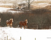 Horses Runing Through the Snow - 8x12 Print