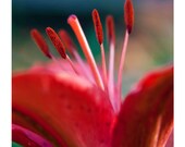 Day Lily flower photograph. Red pink floral summer interior home decor botanical art gift. 10x8 fine art photo by Tom Bland. UK seller