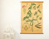 Botanical Pull Down School Chart Saativa Plant,  1930s Austrian