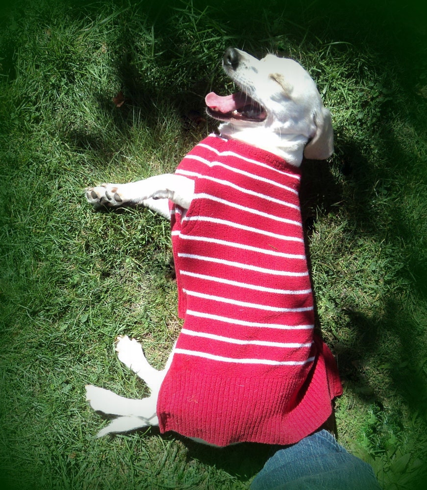 Red stripe dachshund pets clothing handmade sweater jumper cotton blend soft and stretchy