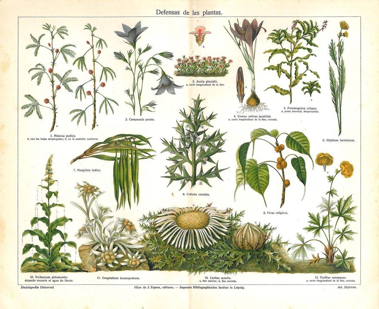 Botanical Print Antique Chromolithograph 1920s Plant Defenses