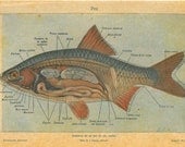 1923 Fish Anatomy Print  Fresh water Teaching Vintage Illustration