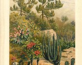 Spurge Plants Antique Color Lithograph Succulents