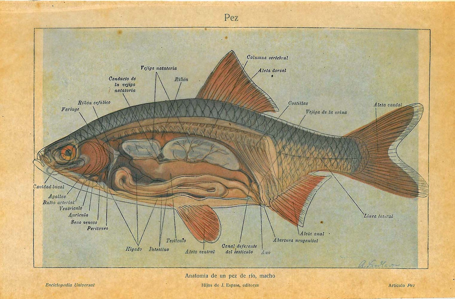 1923 Fish Anatomy Print Fresh water Teaching Vintage Illustration