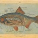 1923 Fish Anatomy Print Fresh water Teaching Vintage Illustration