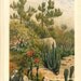 Spurge Plants Antique Color Lithograph Succulents