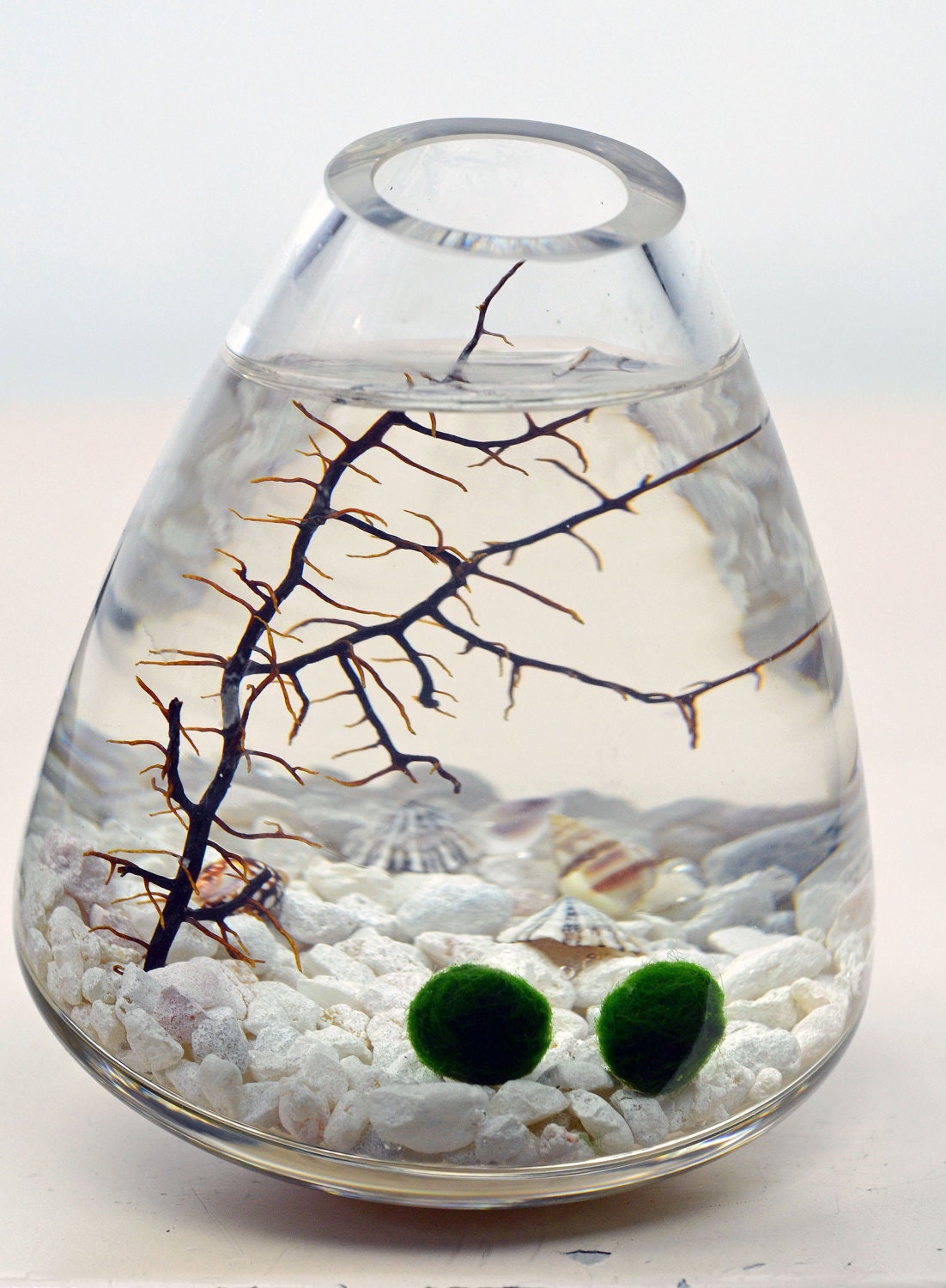 Marimo - Japanese Moss Ball aquarium - in rolling vase - white pebbles - shells - and sea fan