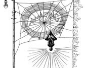 Peter's Web-- Art Print 8x10