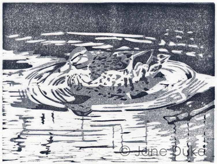 Duck Swimming woodcut relief print unframed grey limited edition