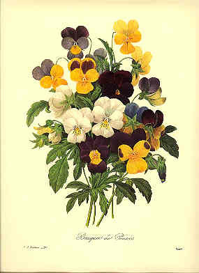 Redoute Botanical Print -  - Pansies - 97