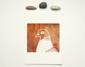 Daily Drawing No. 4 Pigeon on Wood 5x7 illustrated art print, woodgrain, bird illustration, bird wall decor, square art, nature, city life