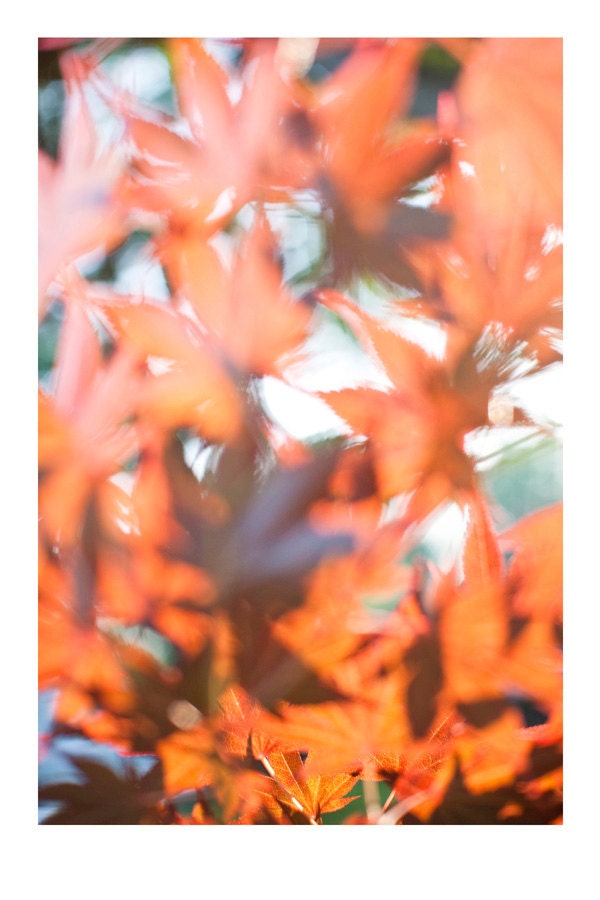Japanese maple tree photograph. Dreamy abstract orange leaves, spring nature art print, home decor wall art. 12x8 fine art photo. UK seller