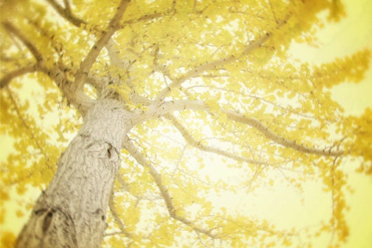 Tree Photography, Yellow Wall Art, Yellow Tree Photography, Yellow Nursery Decor, Dreamy Ginkgo Trees, Lemon Yellow Leaves 8x10 Print