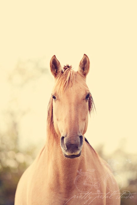 Fine Art Photograph, Horse in a Field, Creamy Tones, Equestrian Art, Animal, Earthy, Tan, Beige, Woodland, 8x12 Photo