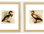 Vintage Wildlife Duck Prints Retro Upcycled Art