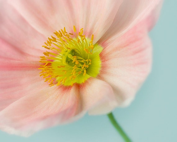 flower photography poppy photograph turquoise aqua teal pink coral floral print 8x10 - Pink Poppy