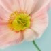 flower photography poppy photograph turquoise aqua teal pink coral floral print 16x20 - Pink Poppy