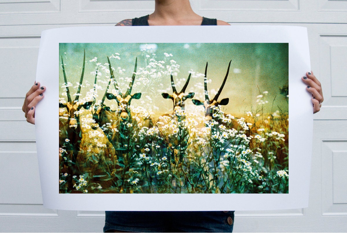 Gemsbok - Flora and Fauna Series . 20x30 Print