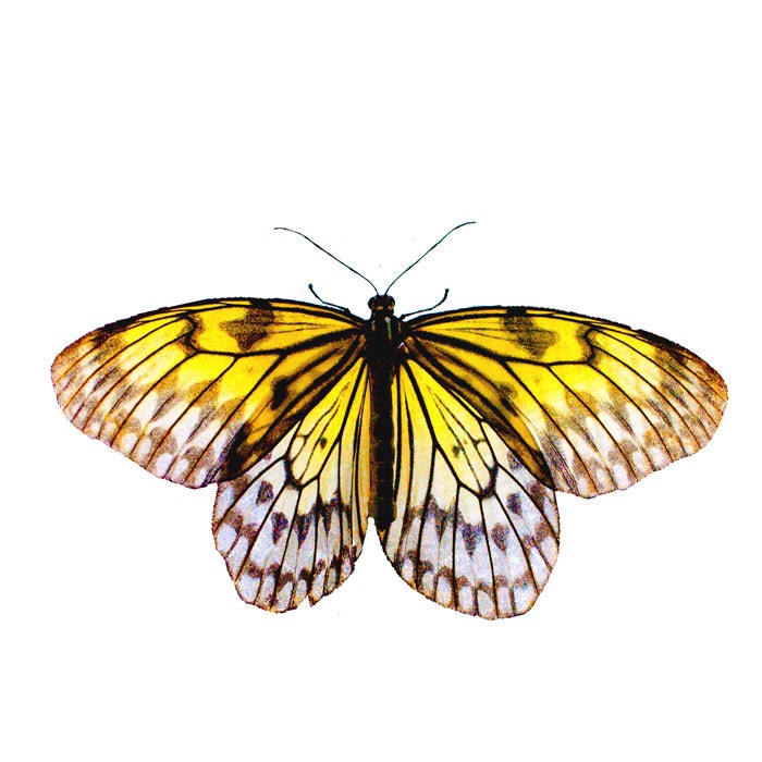 Butterfly photography, lemon yellow, citrus, animal,nature photography, butterfly art, fine art photography, zoology, bugs