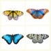SALE - Butterfly print, summer decor, butterfly photography, home decor, natural history, nursery art  4 prints, 5x5