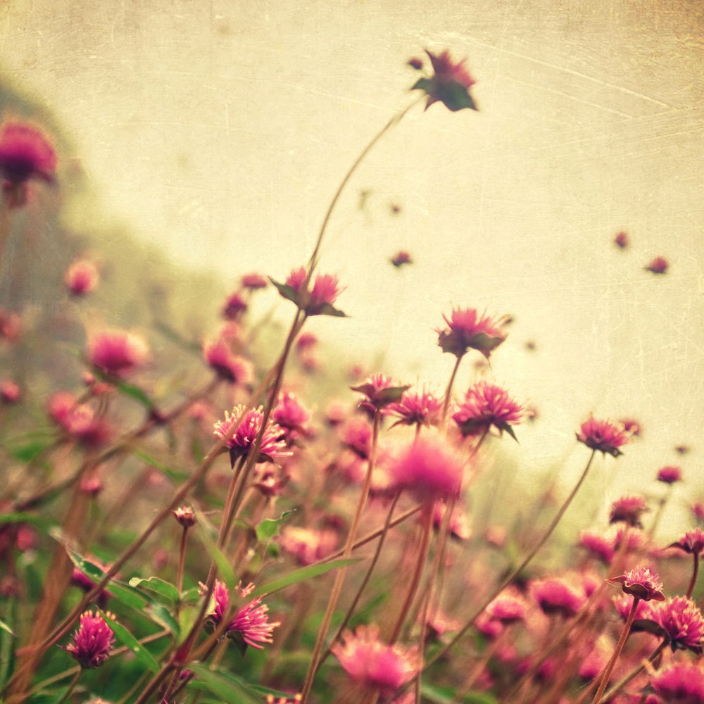 Floral prints home decor flower photography, wall art, photo collection, print set, nature photos spring garden botanical photos 4 8x8's