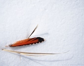 Bird Feather Photo -Minimalist Art -Feather Photography -Home Decor Art -Art Gift -8x10 Colorado Fine Art Photograph