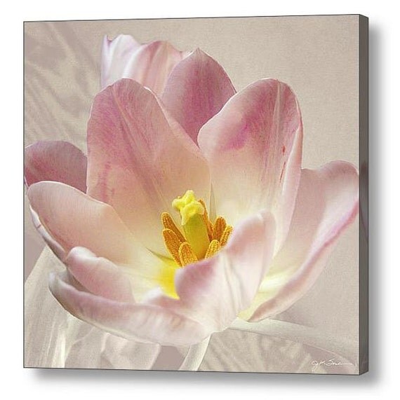 Flower Photography -Pink Tulip -10x10 Print -Spring Flower -Pale Pink -Gifts for Her -Square Print -Colorado Fine Art Photograph