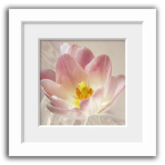 Flower Photography -Pink Tulip -10x10 Print -Spring Flower -Pale Pink -Gifts for Her -Square Print -Colorado Fine Art Photograph