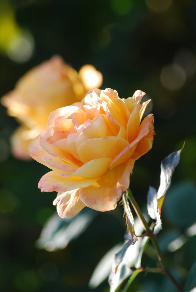 Summer Rose 8x10 Photographic Print