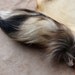 Tanuki tail - real eco-friendly tanuki fur tail on extra strong braided leather belt loop for totem ritual and dance Finn raccoon