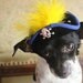 Pirate hat for dog or cat