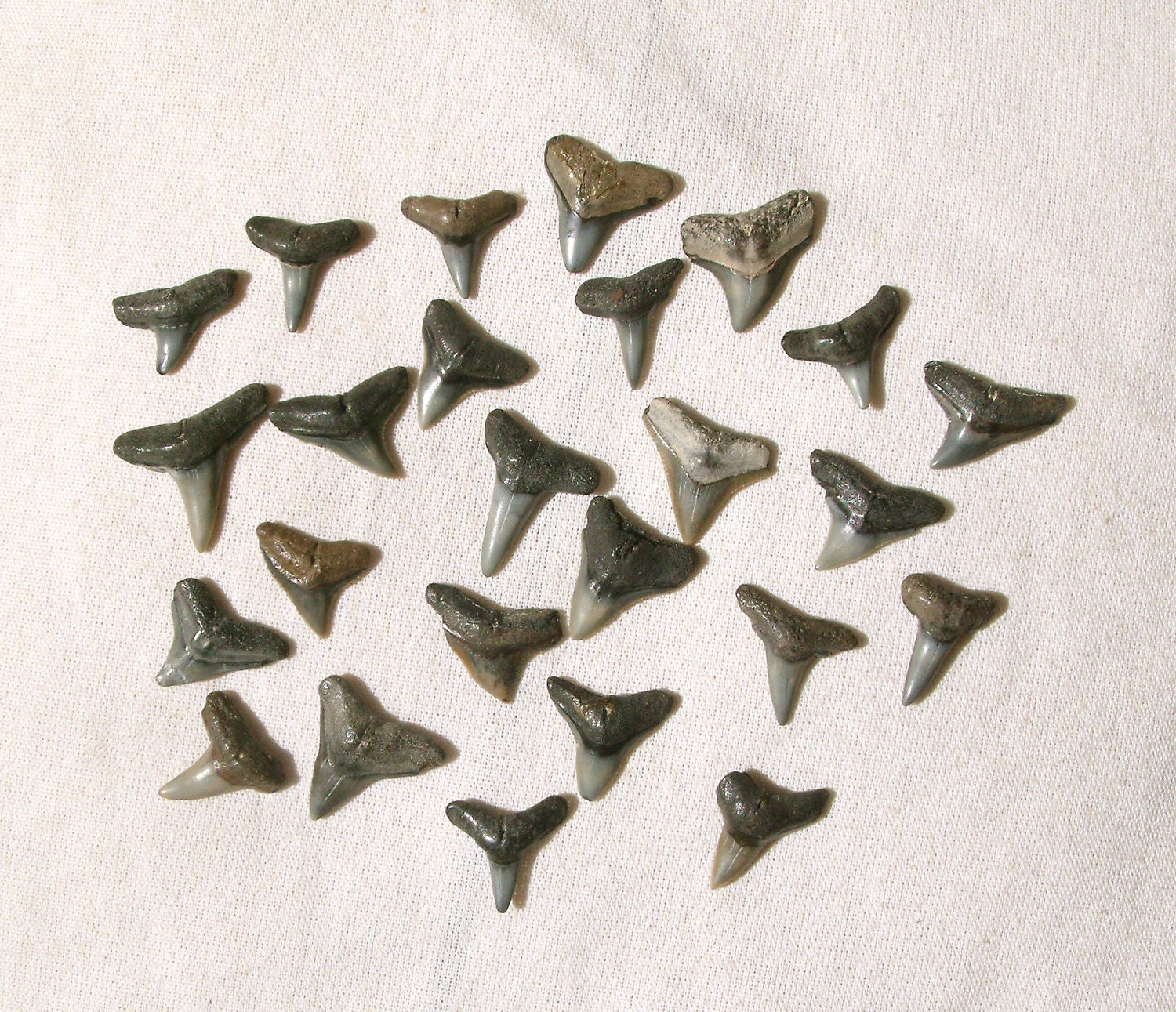 25 Fossil Shark Teeth / V. Good condition