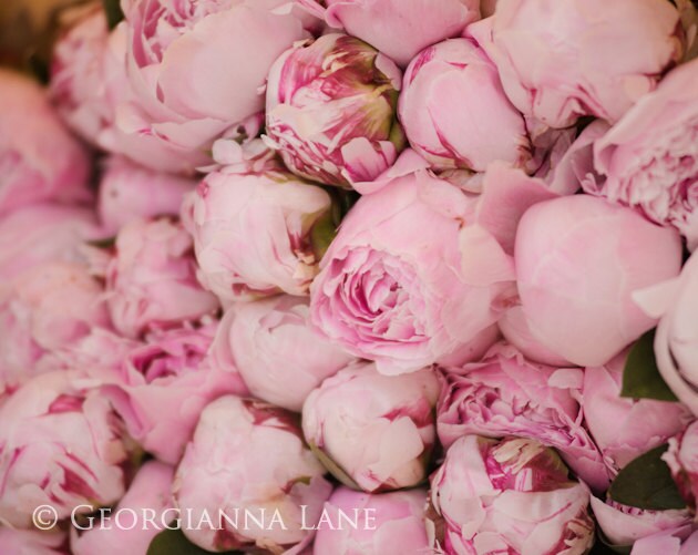 Paris Peony Photoraphy - Peonies at Market, Paris, France, Pink Fine Art Travel Photo, Wall Decor