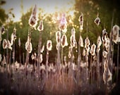 Summer Reeds Photography 5x7 Print