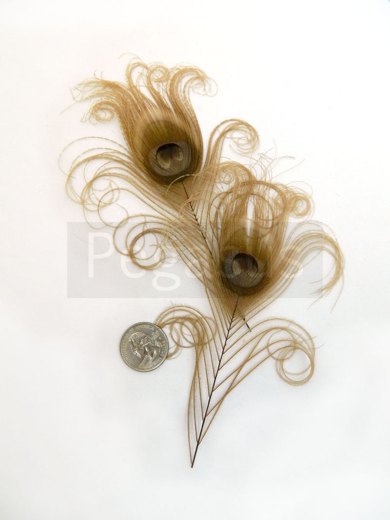 MOCHA BROWN Curled Peacock Feather Eyes.  DIY feathers for wedding invitations, bouquets, center pieces and millinery (Small)(6 Feathers)