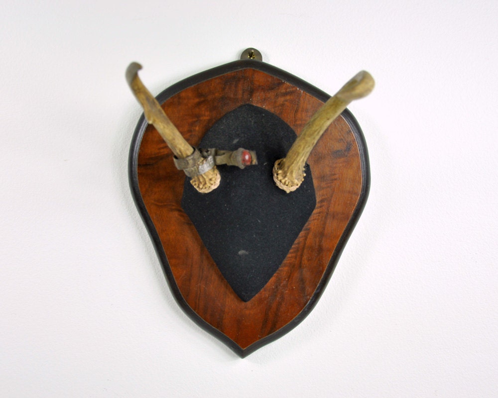 Vintage Mounted Deer Antlers