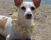 Made to Order Hawaiian Plumeria Pet Lei - (Extra Small)